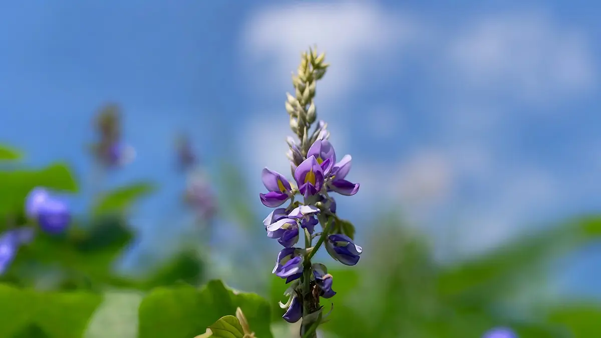 Ultimate Guide to Kudzu Hair and Skin Care